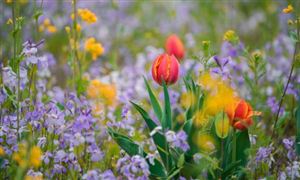 中国花卉业以品牌化求生存 世界花卉业平均25%速度增长 花卉交易行业进出口市场分析报告