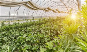 农业种植行业发展现状如何？农业种植行业市场深度调研