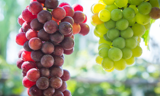 行业分析 农产品冷链物流步入高速发展期