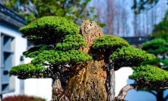 中国盆景行业市场销量 中国盆景行业市场发展前景预测