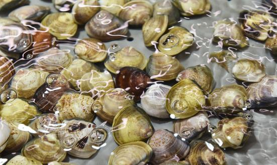 2023生鲜零售行业发展模式 生鲜零售行业投资战略研究