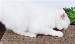 中国宠物用品行业市场评估 中国宠物用品行业市场消费规模分析