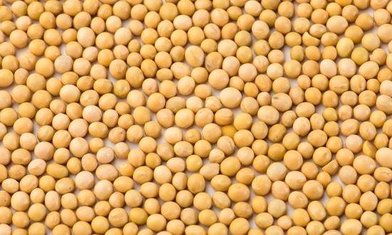 大豆深加工行业发展趋势 大豆深加工行业深度分析及投资战略研究2023