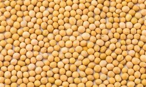 大豆深加工行业发展趋势 大豆深加工行业深度分析及投资战略研究2023