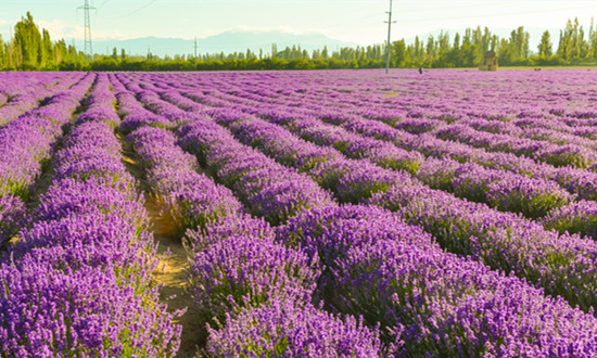 薰衣草经济效益在哪 薰衣草行业市场前景分析