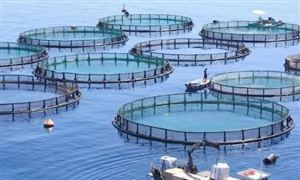 海洋牧场市场投资机遇 海洋牧场行业投资前景及发展趋势分析2023