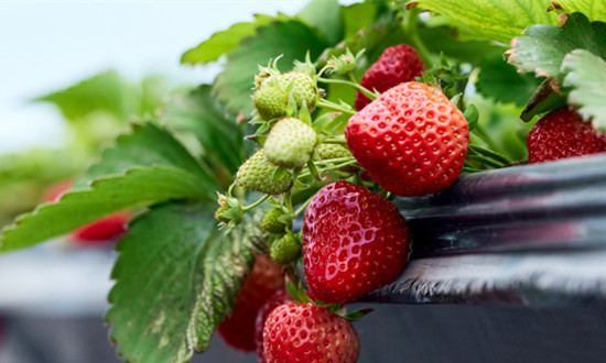 多家银行推出“草莓贷”“咖啡贷”等特色农业贷款产品　农业贷款行业现状趋势分析