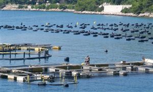 2023海鲜行业发展前景战略及投资机会分析