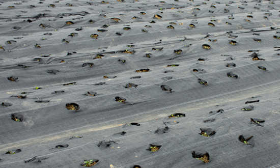 农用地膜行业发展前景及市场调研分析