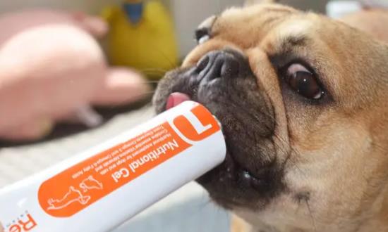 宠物保健品市场投资前景 宠物保健品行业发展现状前景分析