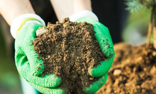 蔬菜育苗投资潜力 2023蔬菜育苗行业区域市场分析