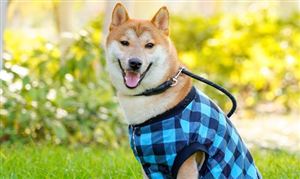 中国宠物经济发展前景广阔 2023年宠物服饰行业发展现状分析