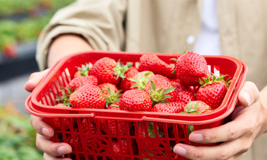 转基因食品安全性如何 转基因食品行业市场前瞻