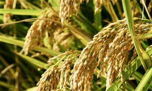 杂交稻谷行业发展分析及行业趋势预测