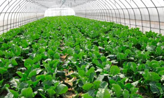 蔬菜种植行业市场发展机遇 蔬菜种植行业发展前景及投资分析2023