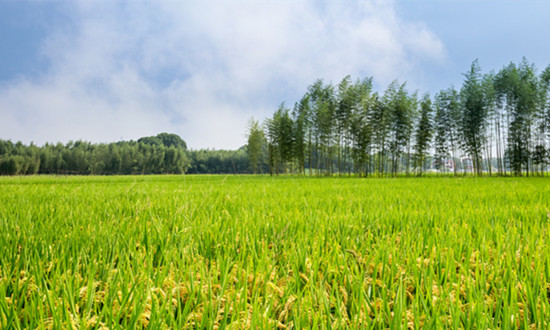 综合农业行业运行现状及未来发展规划