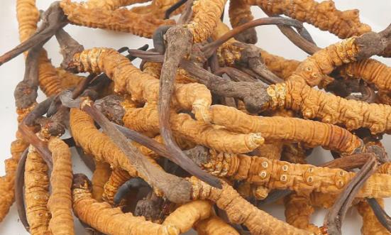 野生冬虫夏草市场空间 野生冬虫夏草行业发展前景及投资分析2023