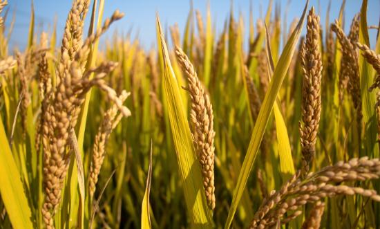 2023稻谷加工行业市场发展分析