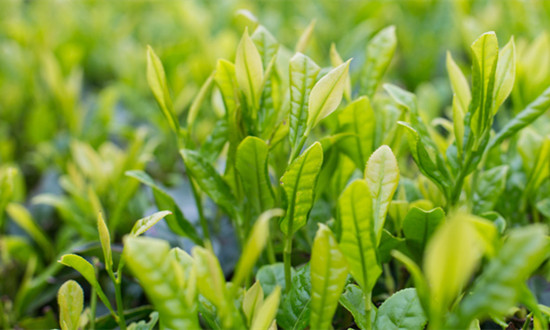 植物生长调节剂行业现状及市场发展潜力