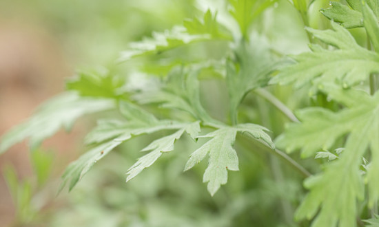 2023年除草剂行业分析 中国除草剂进口情况 除草剂行业竞争分析