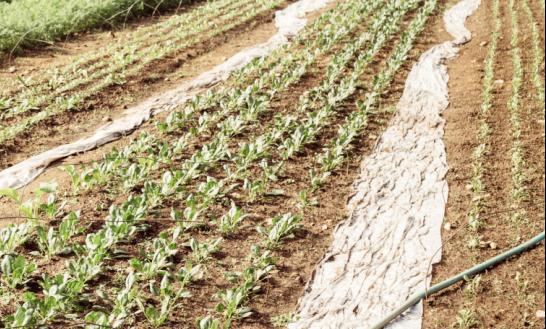 2023年中国农用地膜行业发展前景分析