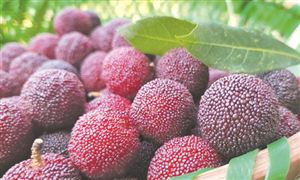 2023杨梅行业市场现状分析 杨梅行业前景展望