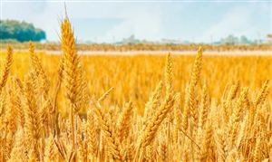 中国粮食行业市场需求 中国粮食行业进出口现状分析