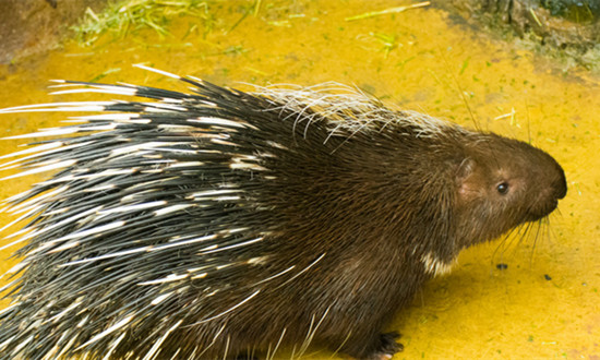 豪猪养殖行业发展怎么样 豪猪养殖行业现状分析