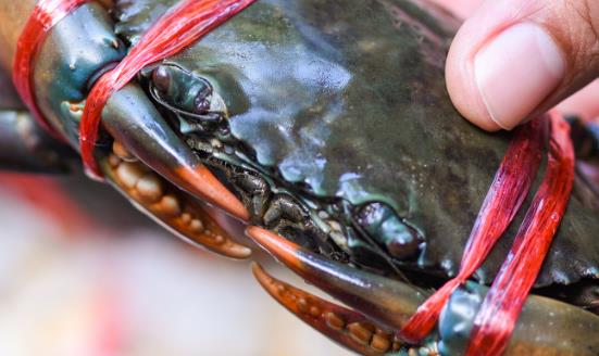 中国河蟹养殖行业产量 中国河蟹养殖行业投资风险预测