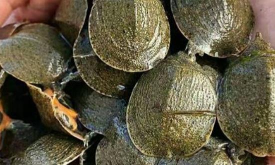 甲鱼养殖行业发展机遇 甲鱼养殖行业发展前景投资分析