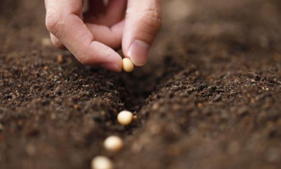 玉米种子行业市场现状 种子行业发展前景投资分析2023