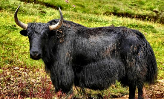 牦牛肉行业市场如何?牦牛肉行业现状调研2023