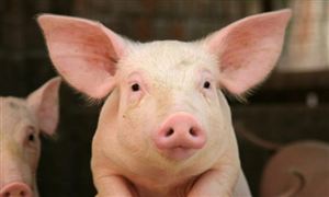 生猪养殖有望在二季度末实现扭亏为盈 生猪养殖行业市场深度分析2023