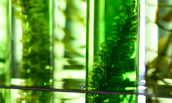 微藻生物燃料行业现状分析及战略前景