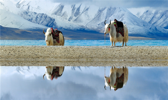 牦牛行业发展趋势及市场现状分析