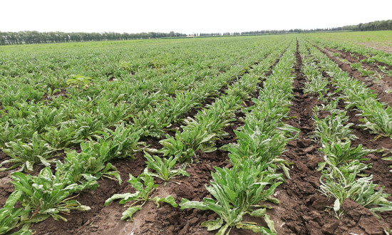 板蓝根行业市场分析及板蓝根行业市场前景分析
