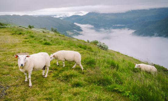 2023生态养殖行业发展现状调研分析
