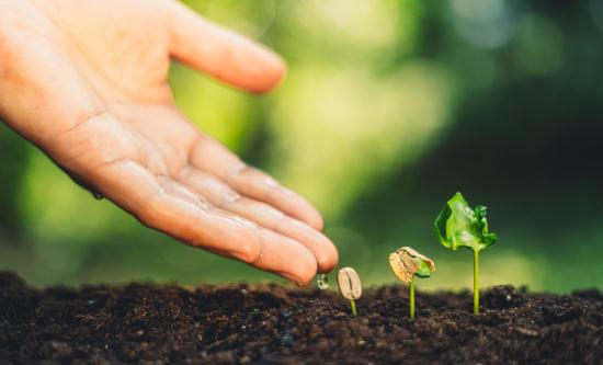 豆类种植行业现状及行业全景调研2023