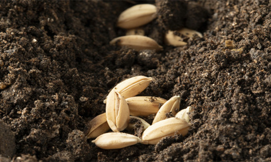 什么是分子育种 分子育种行业现状及市场发展趋势