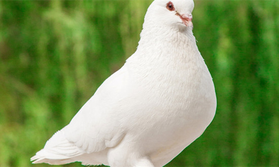 肉鸽养殖行业发展怎么样 肉鸽养殖行业市场投资潜力