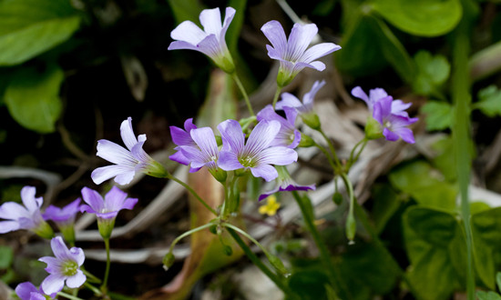 草酸行业全景分析及投资价值评估现状