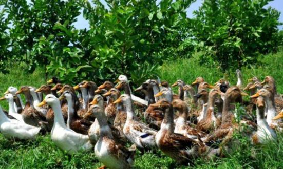 生态养殖行业发展前景投资分析