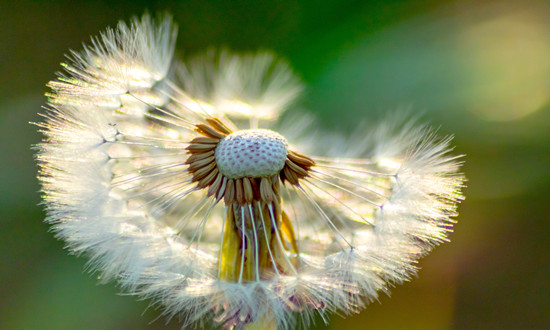 花卉种子行业现状如何 花卉种子行业战略规划