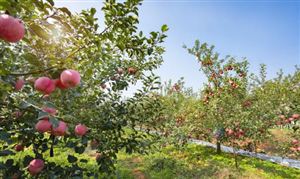 水果种植行业调研及发展前景分析2023