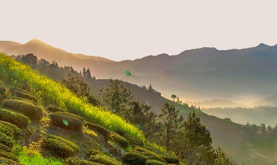 中国茶叶电商市场发展规划 中国茶叶电商市场未来发展潜力预测