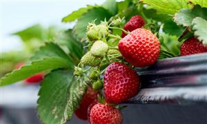 出口量暴增超400%一颗卖到6元 草莓栽培行业市场深度分析及发展规划咨询综合研究报告
