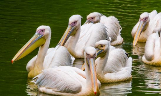 2023年中国动物园行业发展现状分析