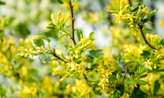 2023连翘行业市场发展现状及趋势预测分析