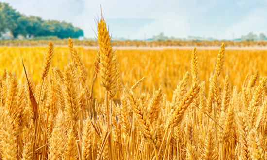 谷物饲料行业供需格局及市场分析
