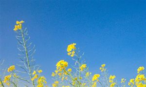 2023年中国油菜行业市场投资价值评估